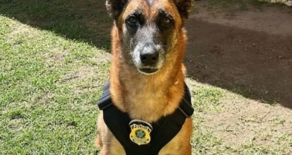 PRF aposenta cadela K9 Raia, que atuou em mais de 50 ocorrências e ajudou a apreender mais de 3 toneladas de maconha